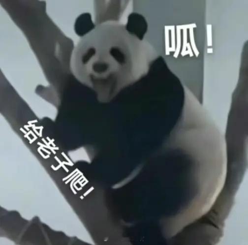 聊天必备表情包第489弹黑白小圆子（拿图吱声） ​​​