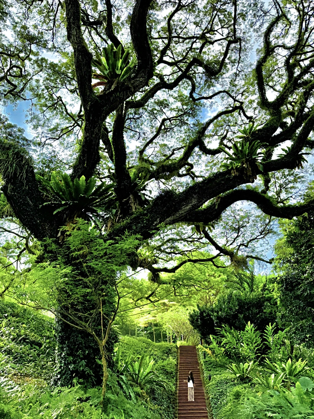 为了这18张live，我特意飞了一趟新加坡！！🌳