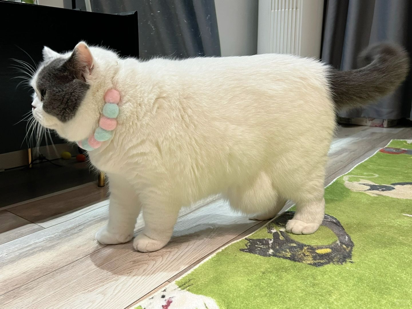 嘿，猫车车🚗
