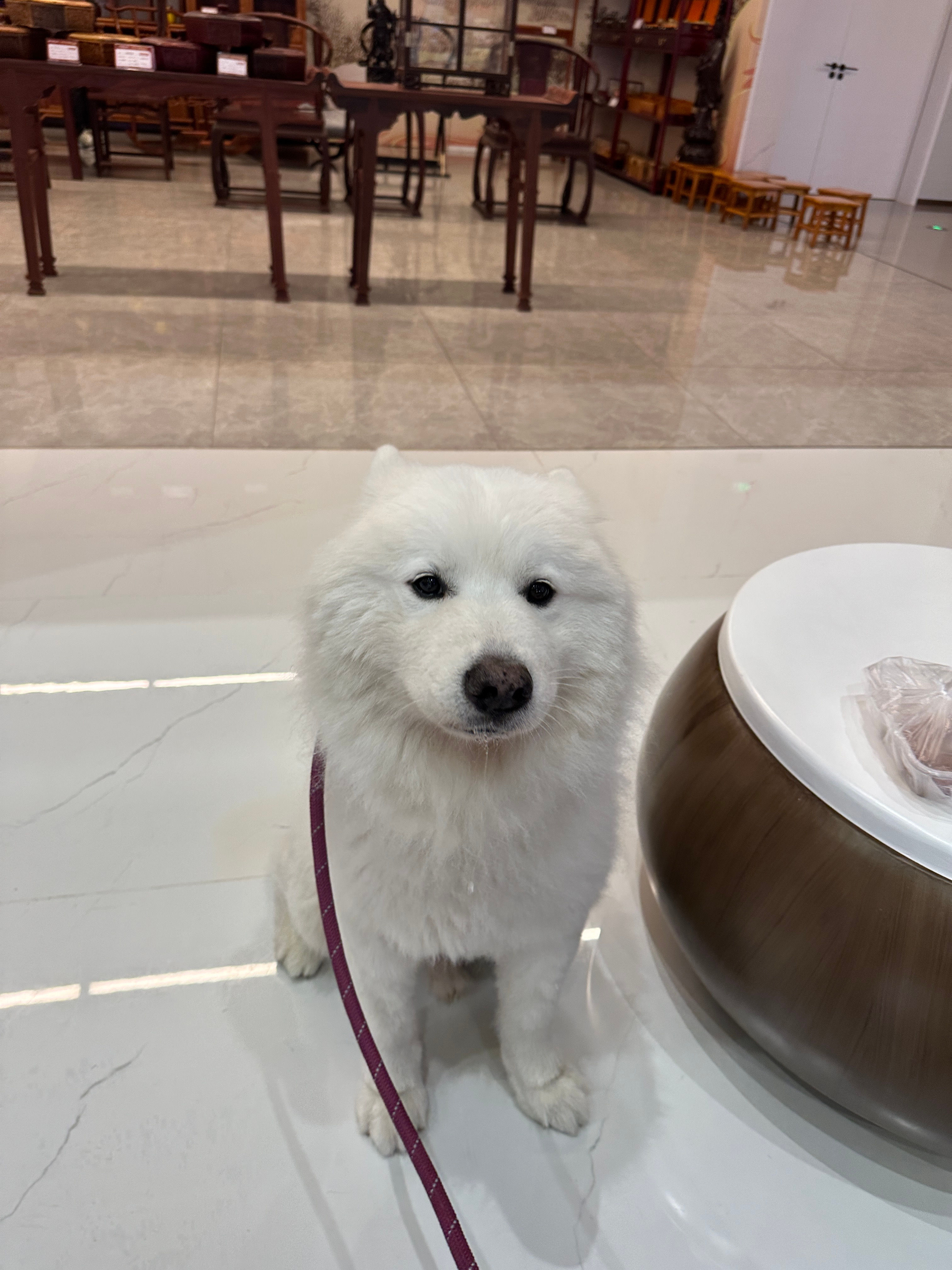 狗狗 你是一只小猪 ​​​