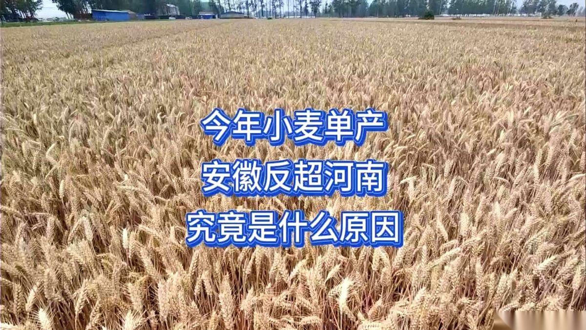 全国小麦单产最高纪录，今年被安徽阜阳一把夺走，亩产高达2199.5斤，直接把河南