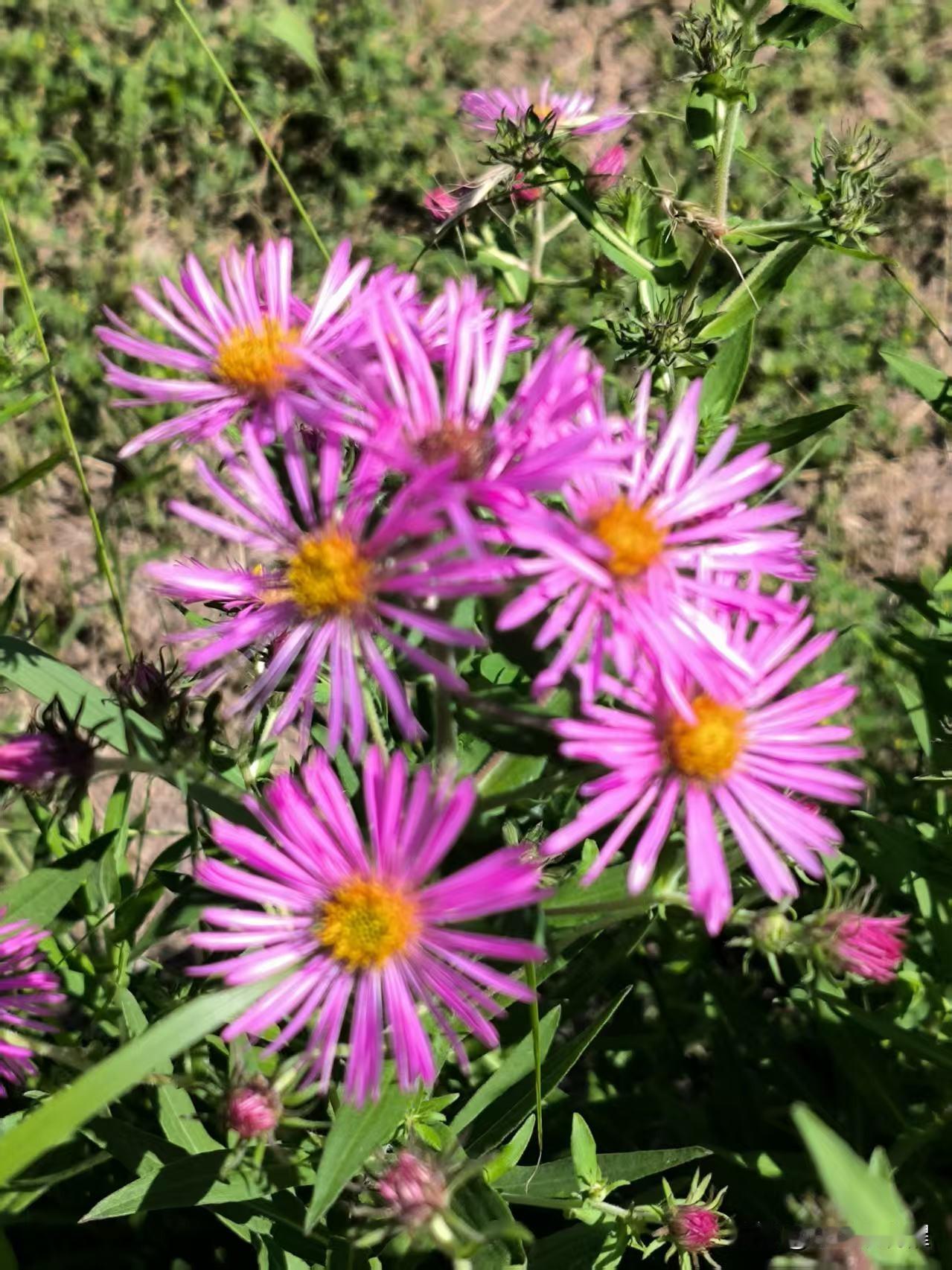 紫色小花，名叫“荷兰菊”。
历史上常用于传教与聚会活动，作为礼物传递热情与祝福，