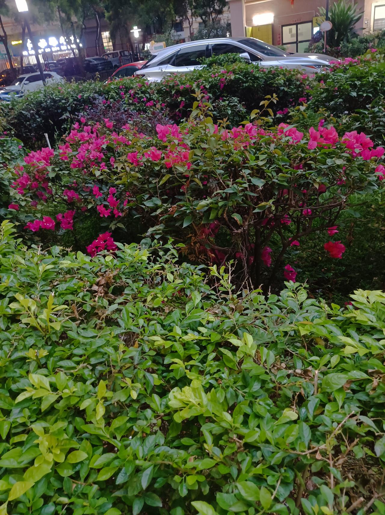 晒出你的本地生活深圳已经是夏天了，每天的最高温度在29度左右，而且天气也很好，这