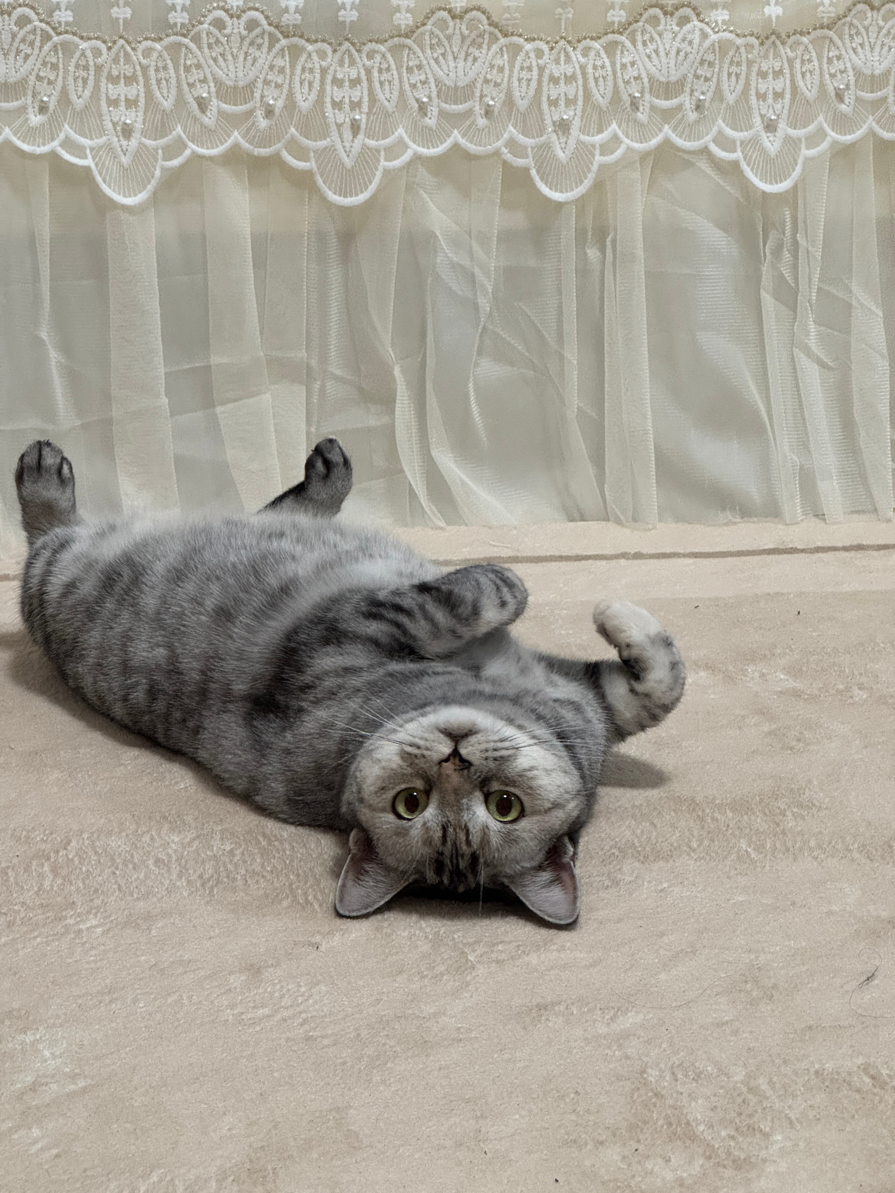 你今天开心吗？给你摸摸我的小猫吧 