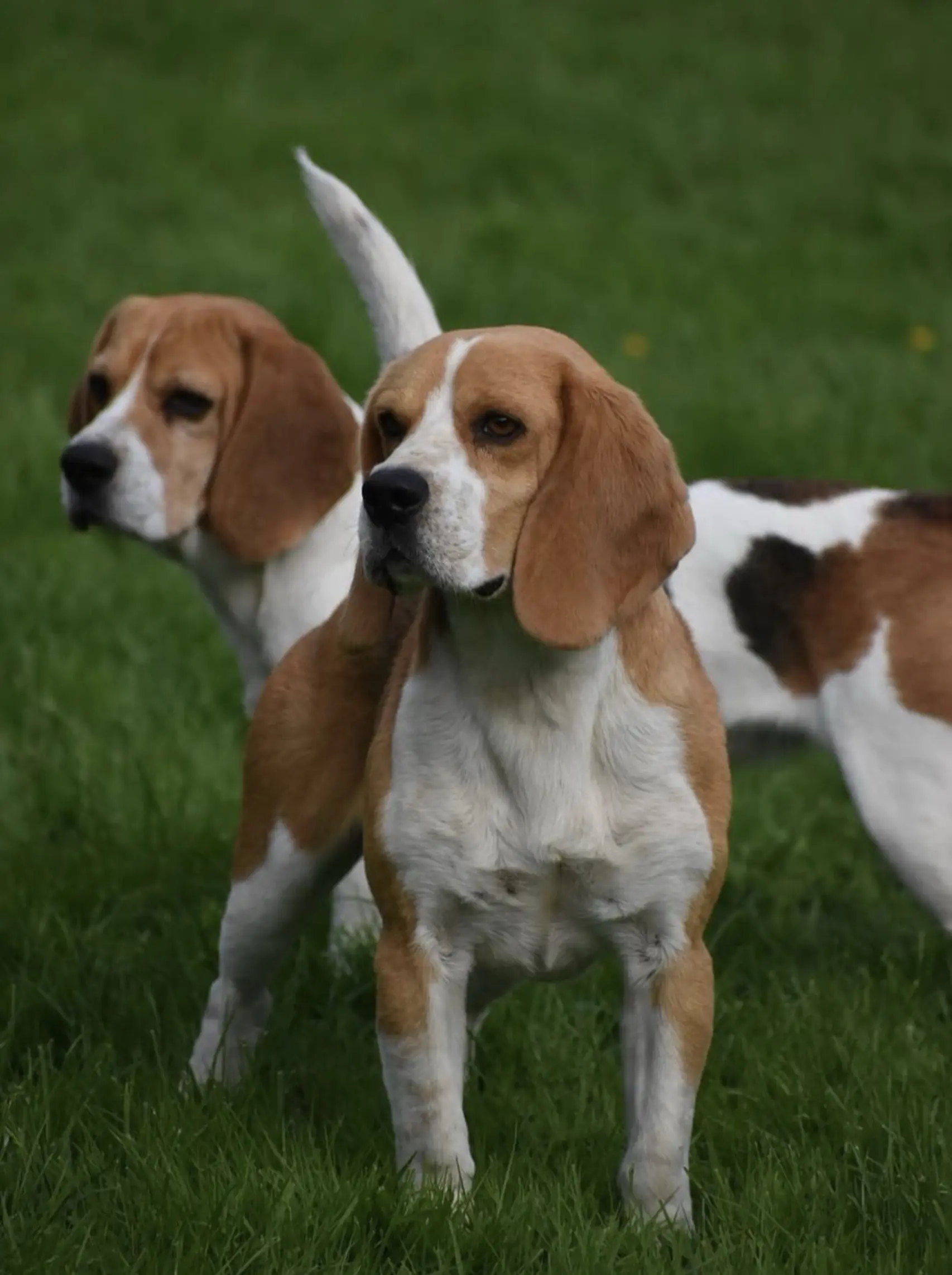 Beagle