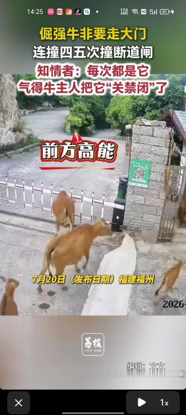7月17日，福建福州。网友晒监控视频，一群牛不走小门非要走大门，连续四五次撞断道