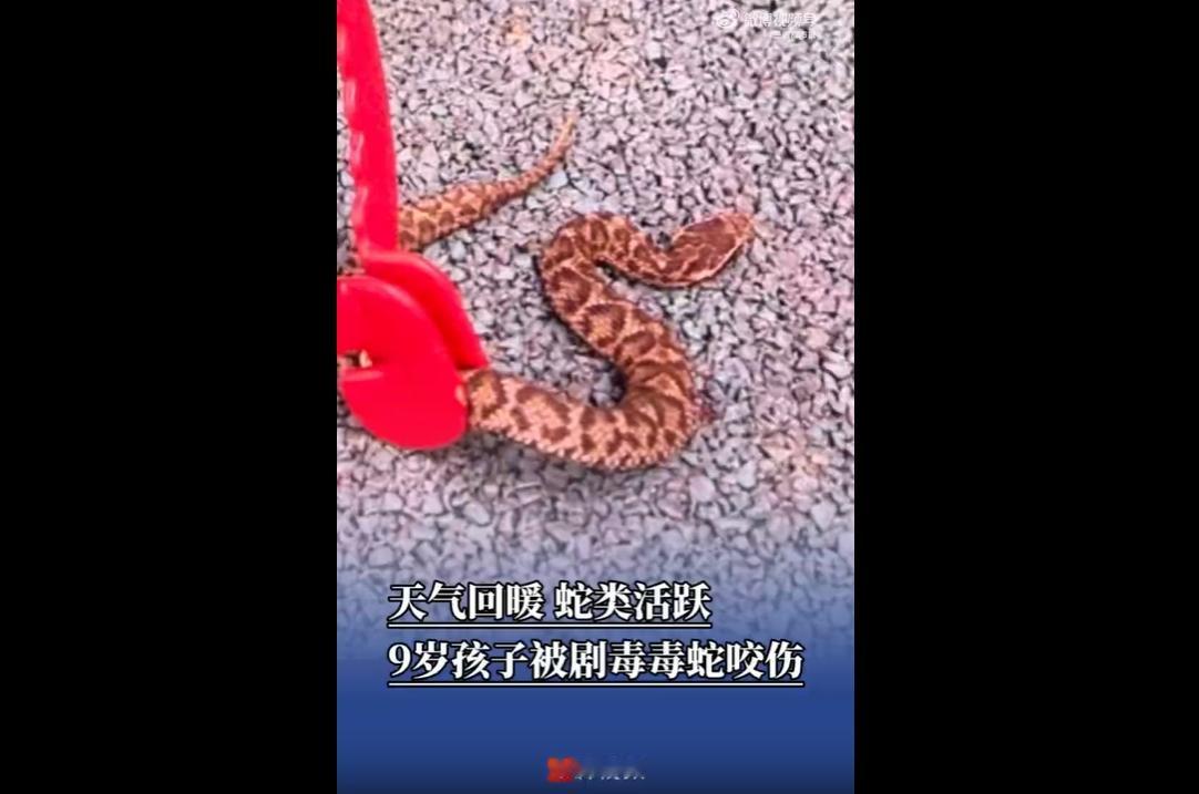 近日，春季气温回升，长沙望城区9岁男童平平，体育课休息时在校园操场草丛玩耍寻找西