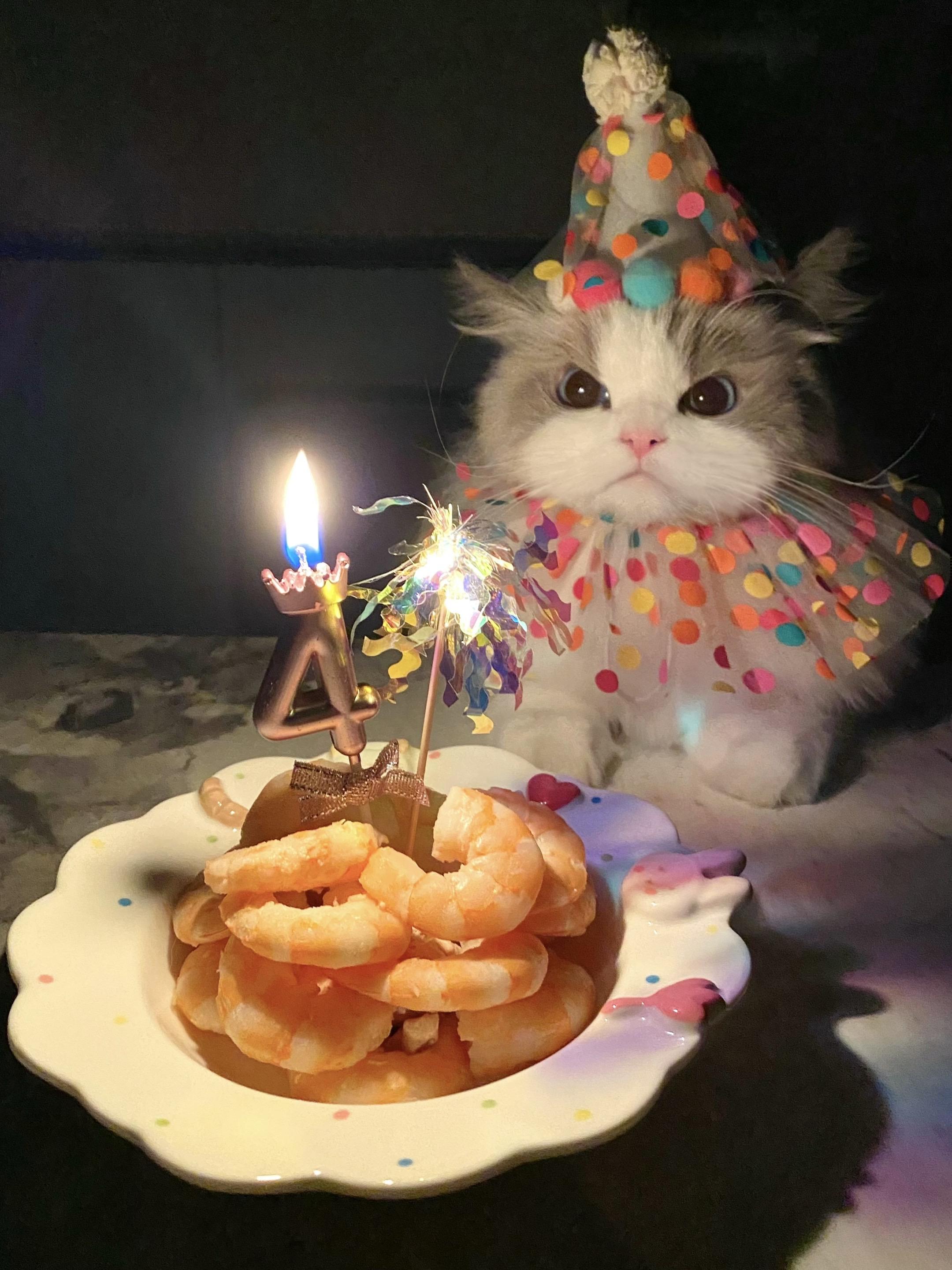 从今天起就是4岁的小猫啦！有你陪在身边的每一天都很幸福 🐱：愿望是下...