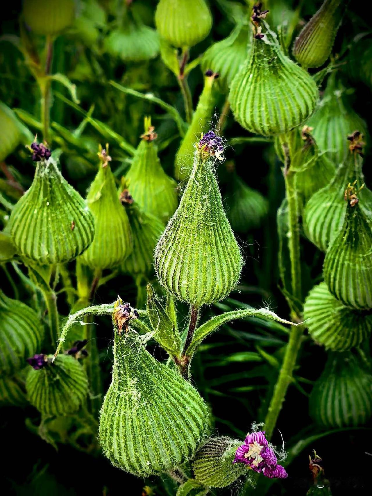 【小对联】
上：重磅；
下：……？