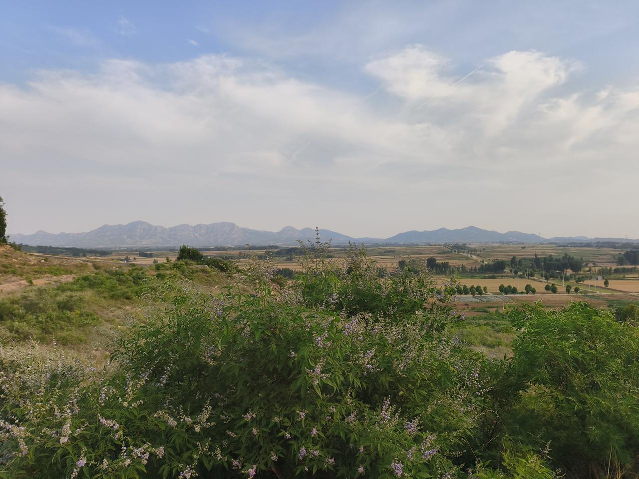 路上晒麦子的多了！
这段时间，开车一定注意安全！
这几天天气晴朗，正是麦收的黄金