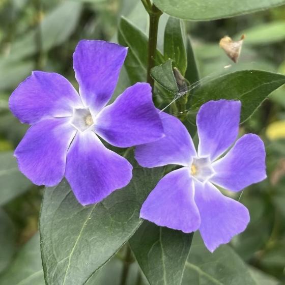 今日分享～蔓长春花
分享一下你随手拍下的照片
打卡Day⑷