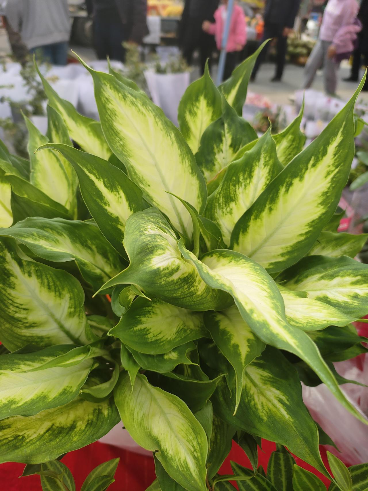 聪明人开始这样和父母住：一碗汤的距离，才是真正的家和万事兴
 
以前总觉得，孝顺