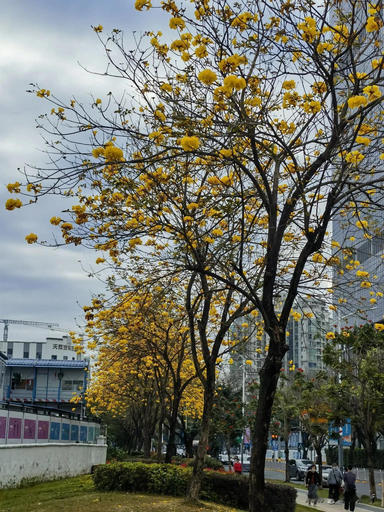 南方的特色，一树黄花不见叶！
