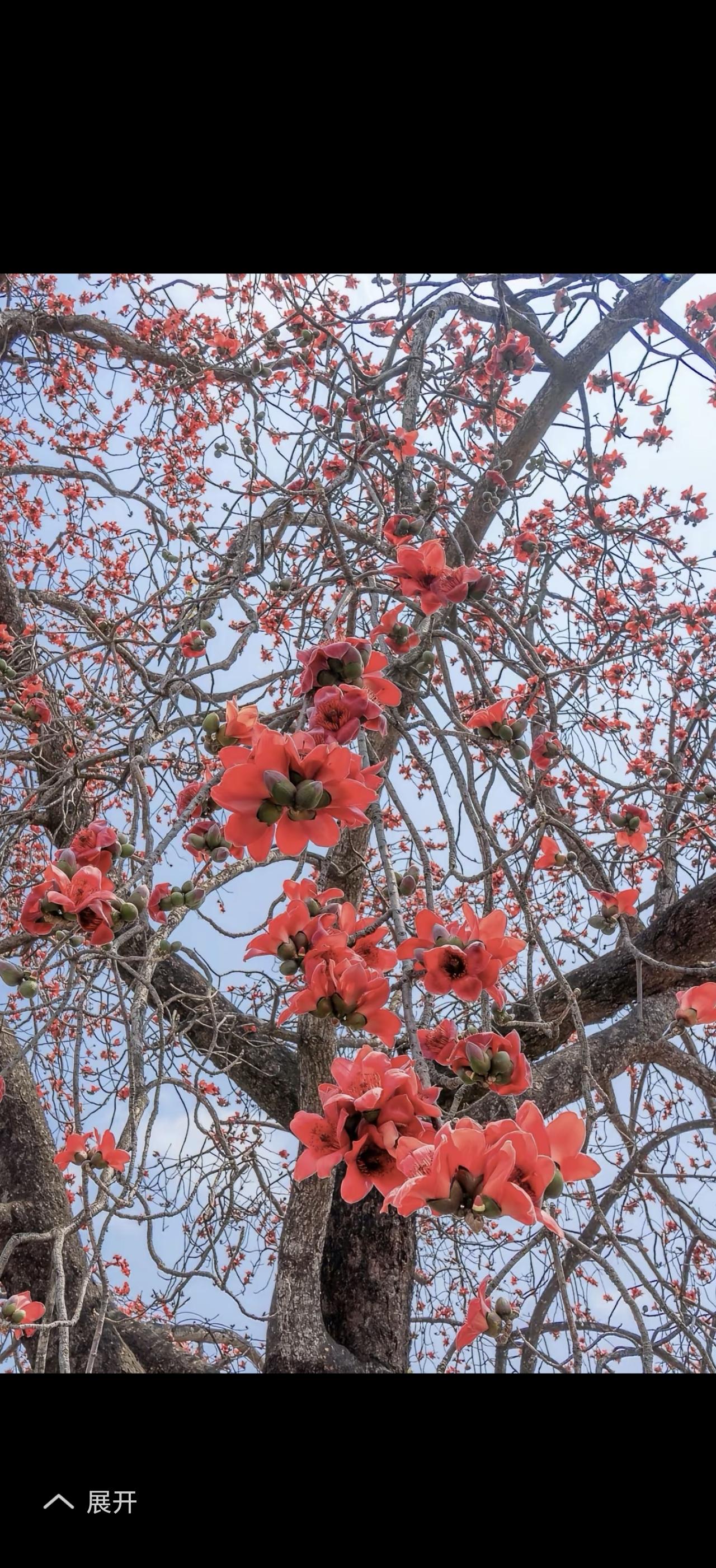 第一次见到木棉花是在厦门大学校园，那时我正在厦门大学脱产学习。木棉花被称作英雄花