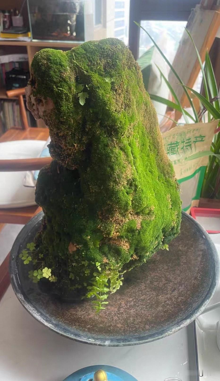 山里捡回来养了很久的吸水石，养的像块绿宝石 苔藓、厥类、小植物都长得特别好看