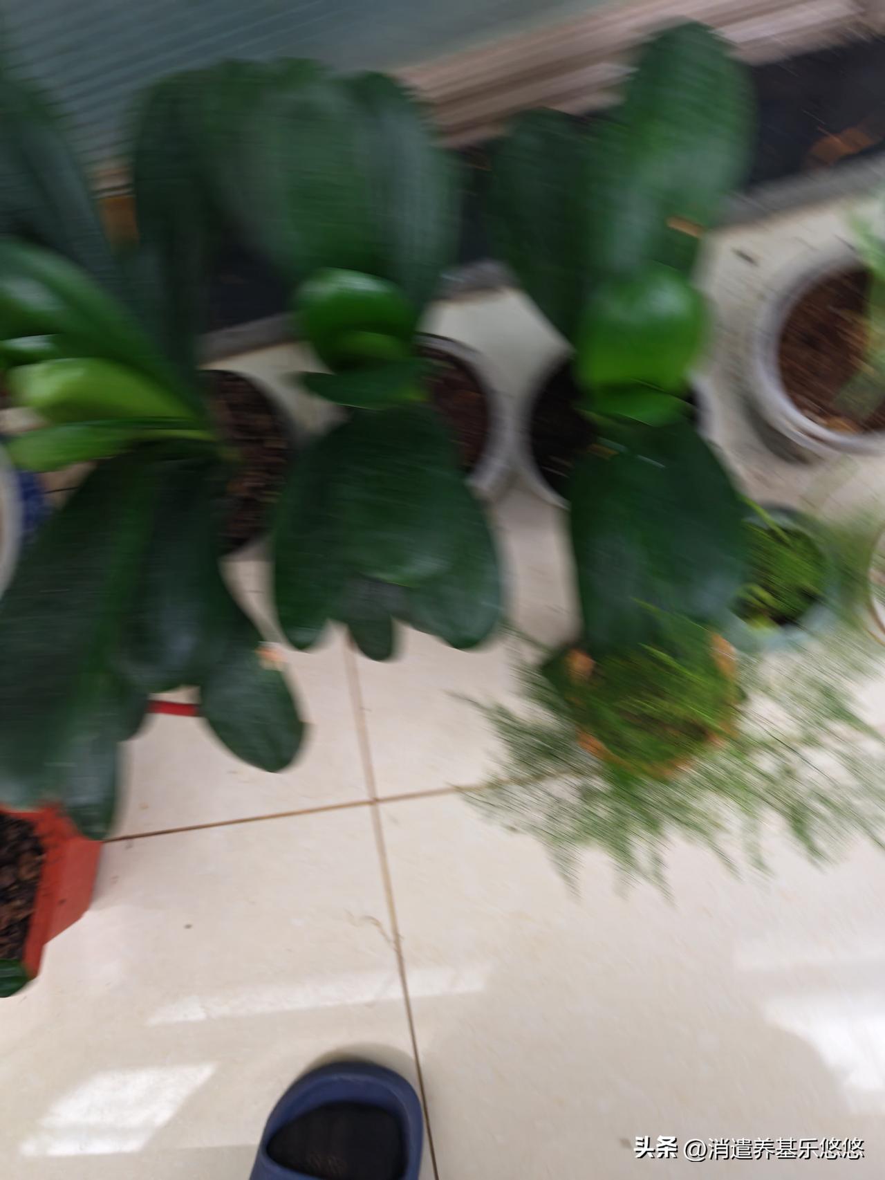 我的业余爱好就是喜欢养花，每天看着自己养的绿油油的花卉，心里非常舒服，不像看股市