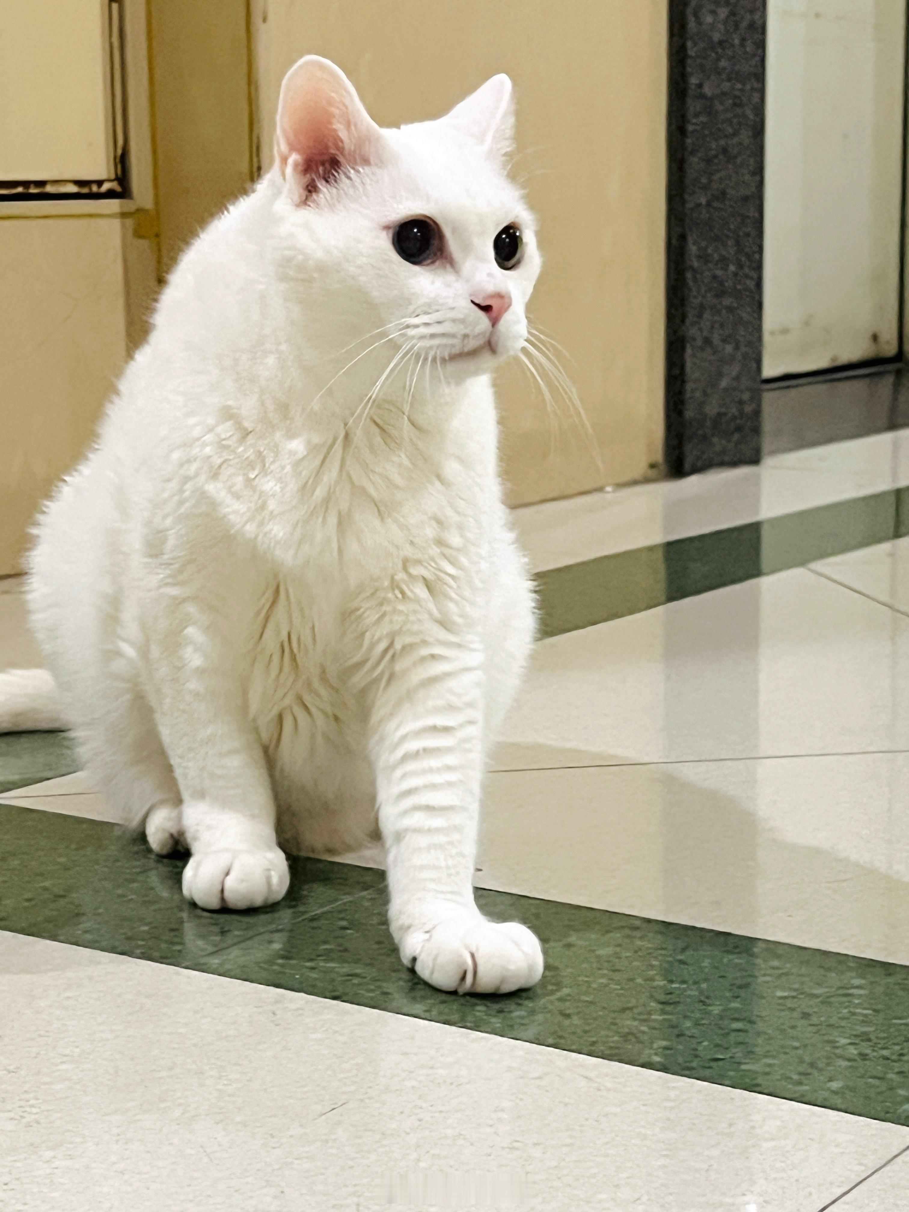 清晨就給你呱呱呱叫的美男子。 ​​​