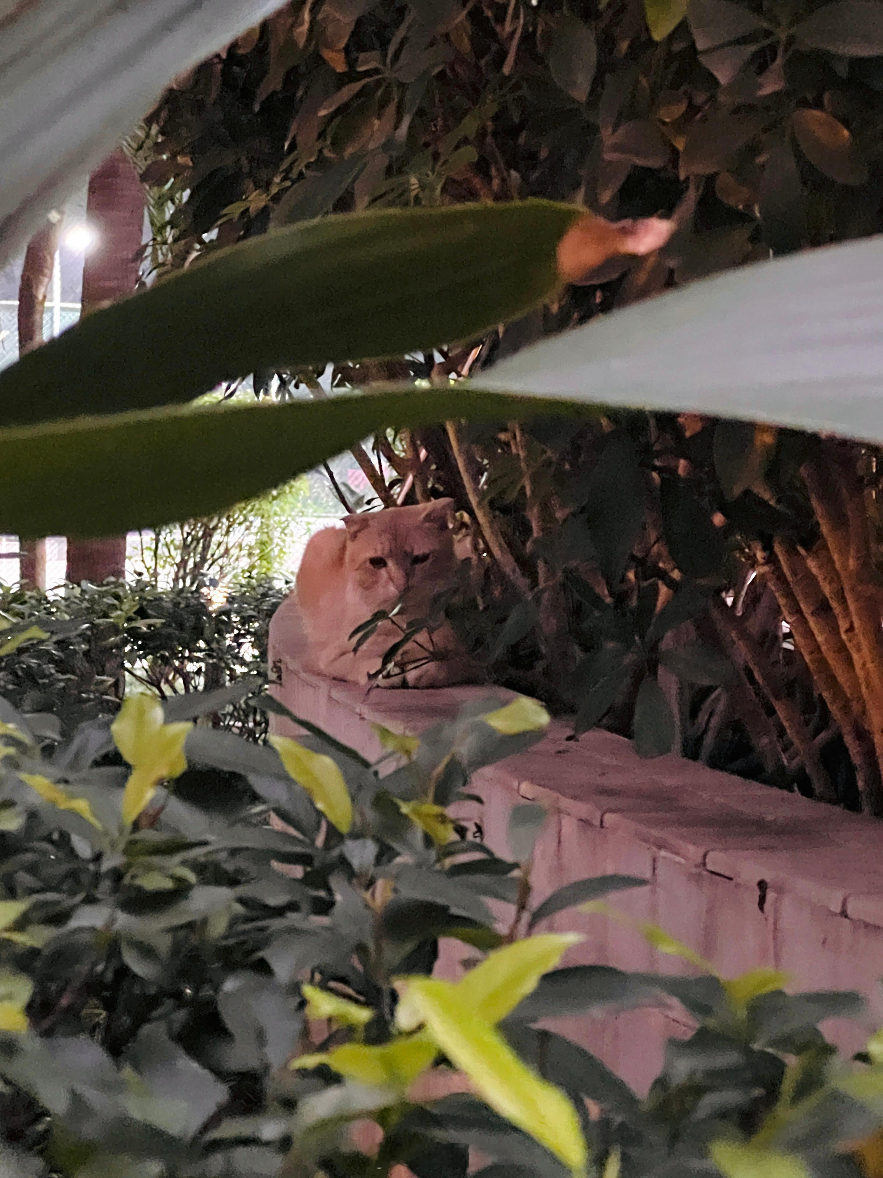 #广州领养猫##寻猫启事##广州天河猫咪领养# 大天河区的猫友們，请问有人家里的