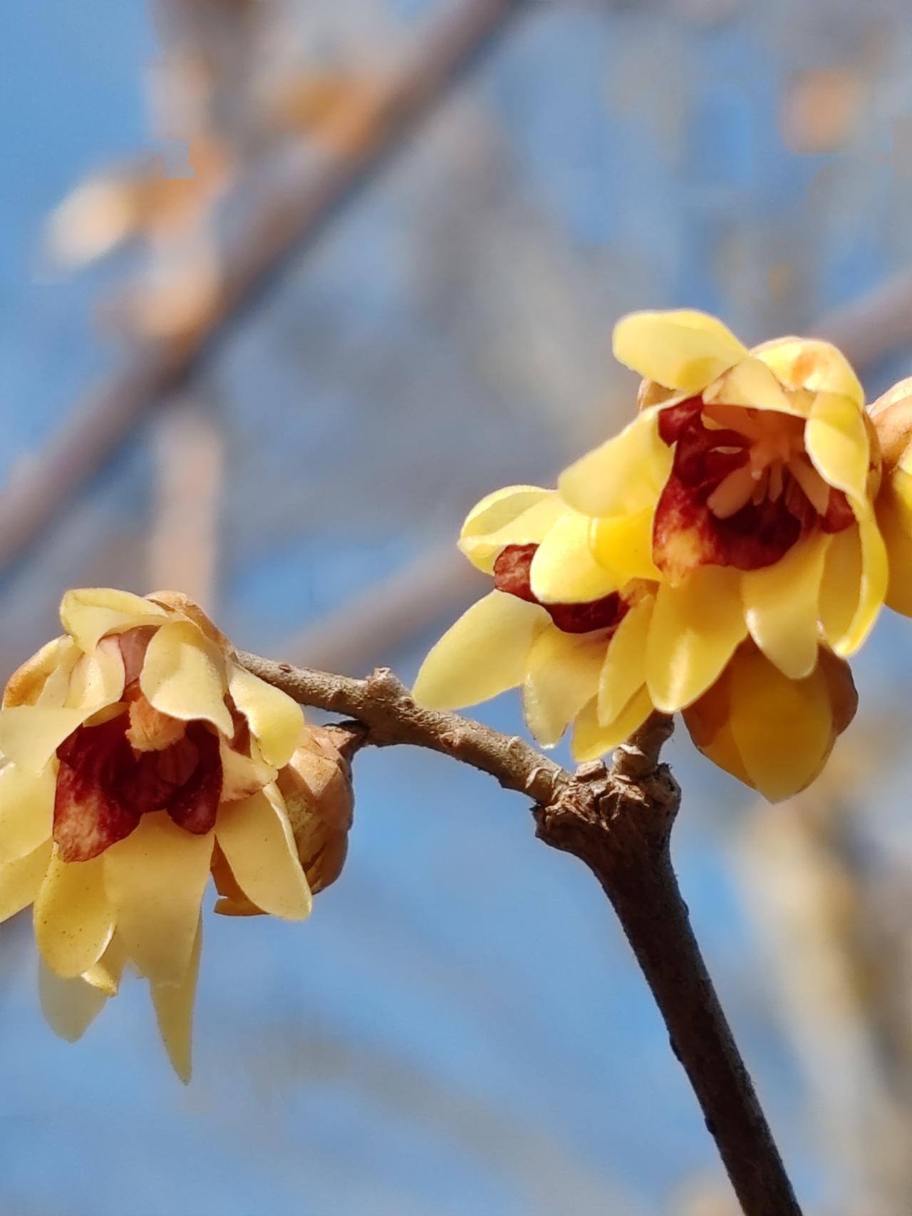 晒图笔记大赛腊月赏梅梅更艳。
