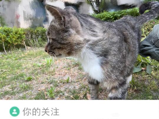 男朋友不让养猫，准备放生了