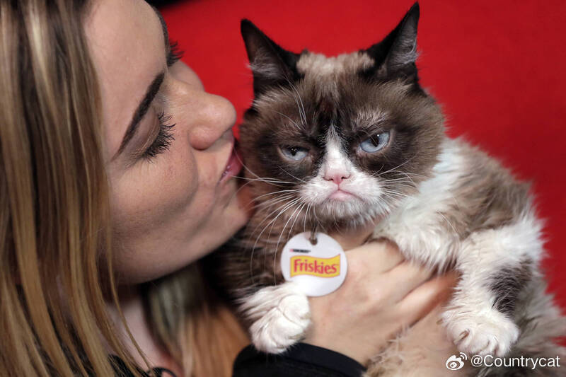 “铲屎官注意！”瑞典新规：每天至少陪猫互动2次 违规或被处罚海外新鲜事 以社会福