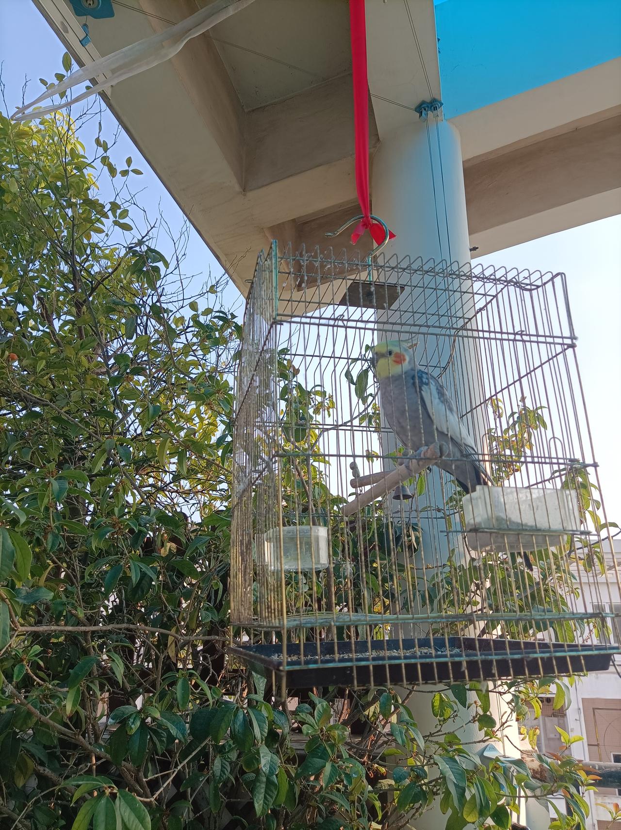 新年生活图鉴新春佳节，把阳台上的花草打理一下，让它们在春天开得更好更美[赞]