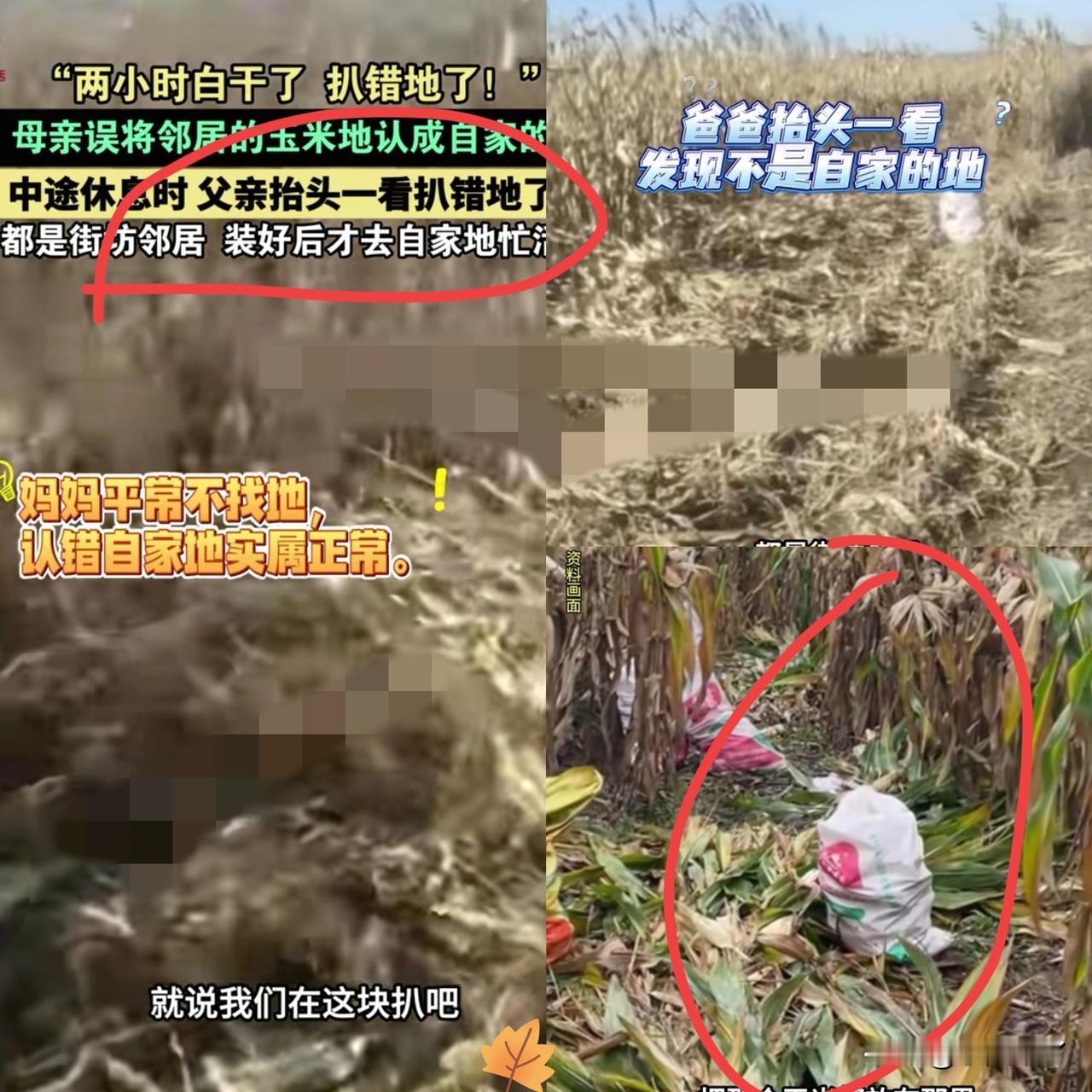 一家子“糊涂虫”！黑龙江齐齐哈尔，一母亲领着家人拔了两个多小时玉米，中途休息时才