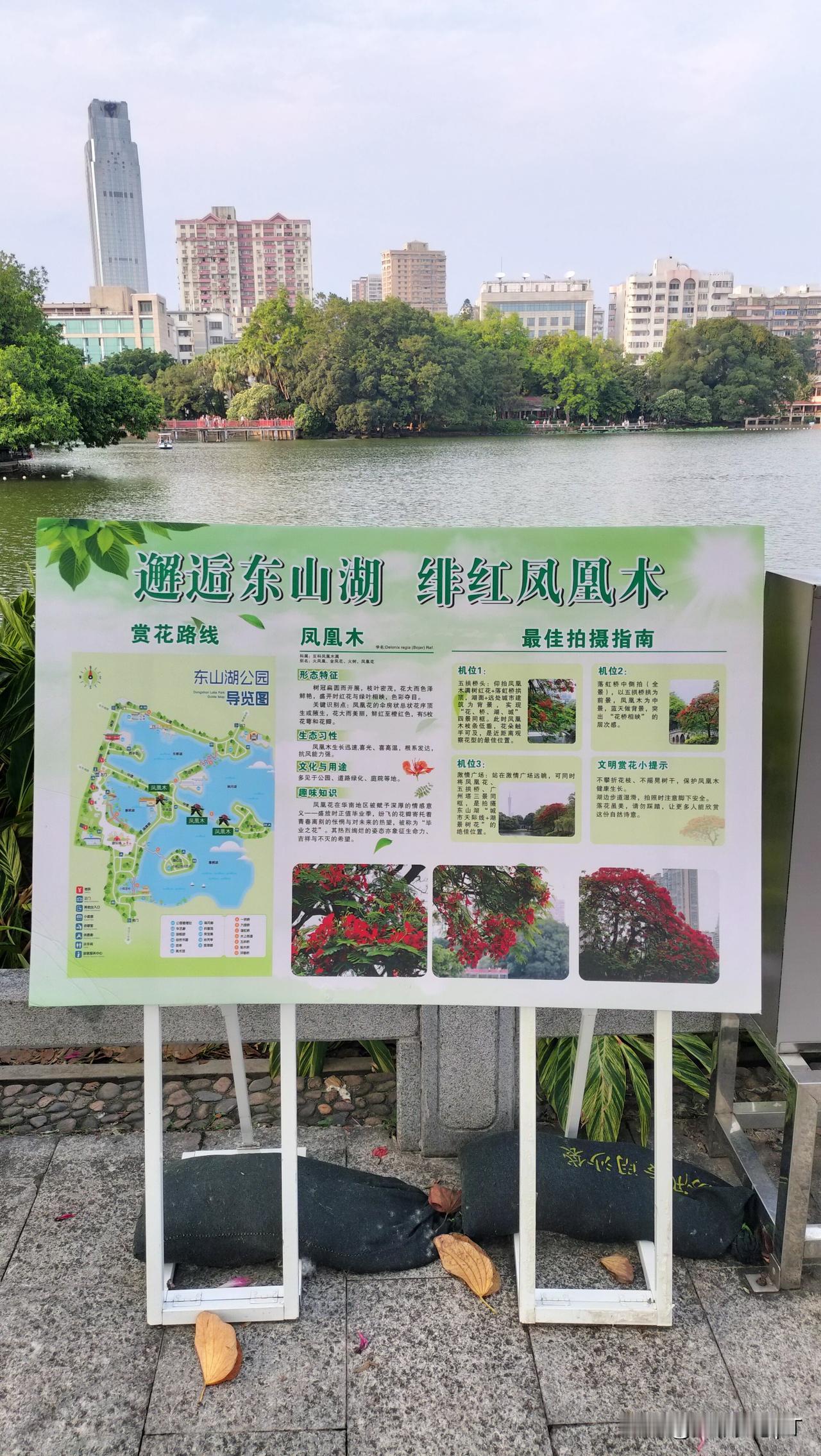 五拱桥头凤凰花开第四刷！盛花期即将结束啦！再不来，又要再再再等一年咯！天气不错，