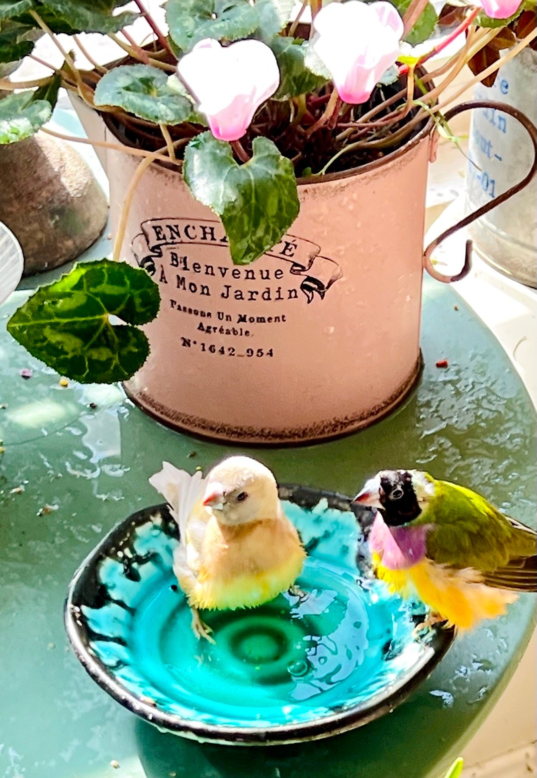 ☀️🦜🛀喜欢洗澡的小鸟们，很快要换完新羽毛了可爱萌宠