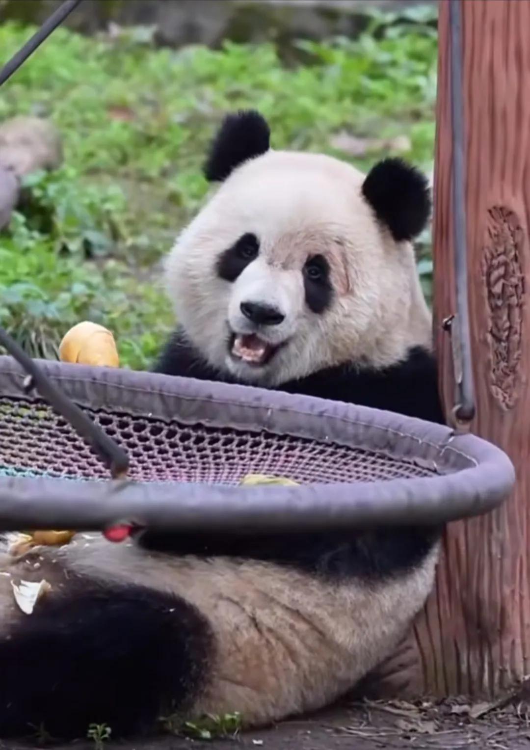 渝爱独美，这一刻是渝文静！
姨姨们最担心它的眼圈有在慢慢变好呢！大熊猫渝爱，
