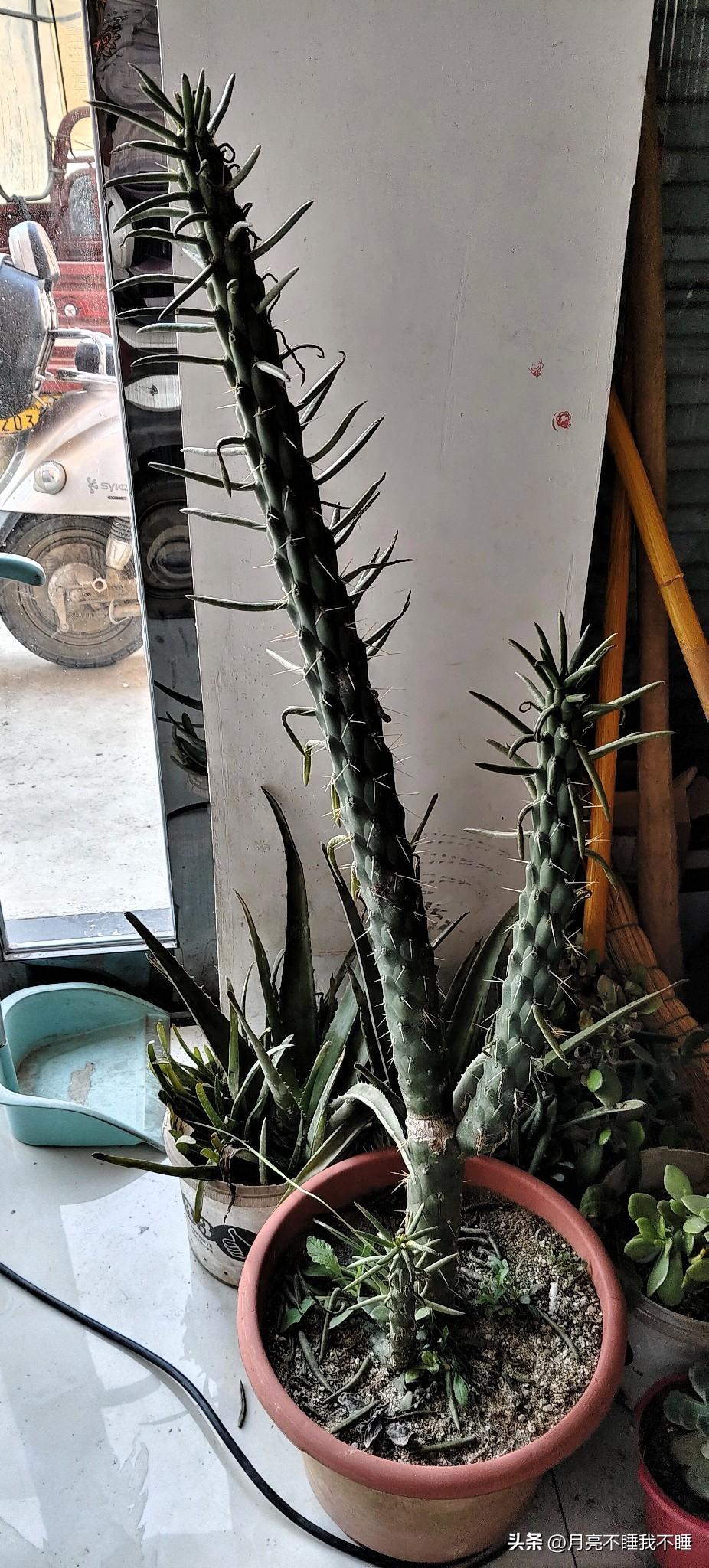 我家这盆将军柱，真的是越长越“嚣张”了。
当初买回来的时候，就跟个小树苗似的，我