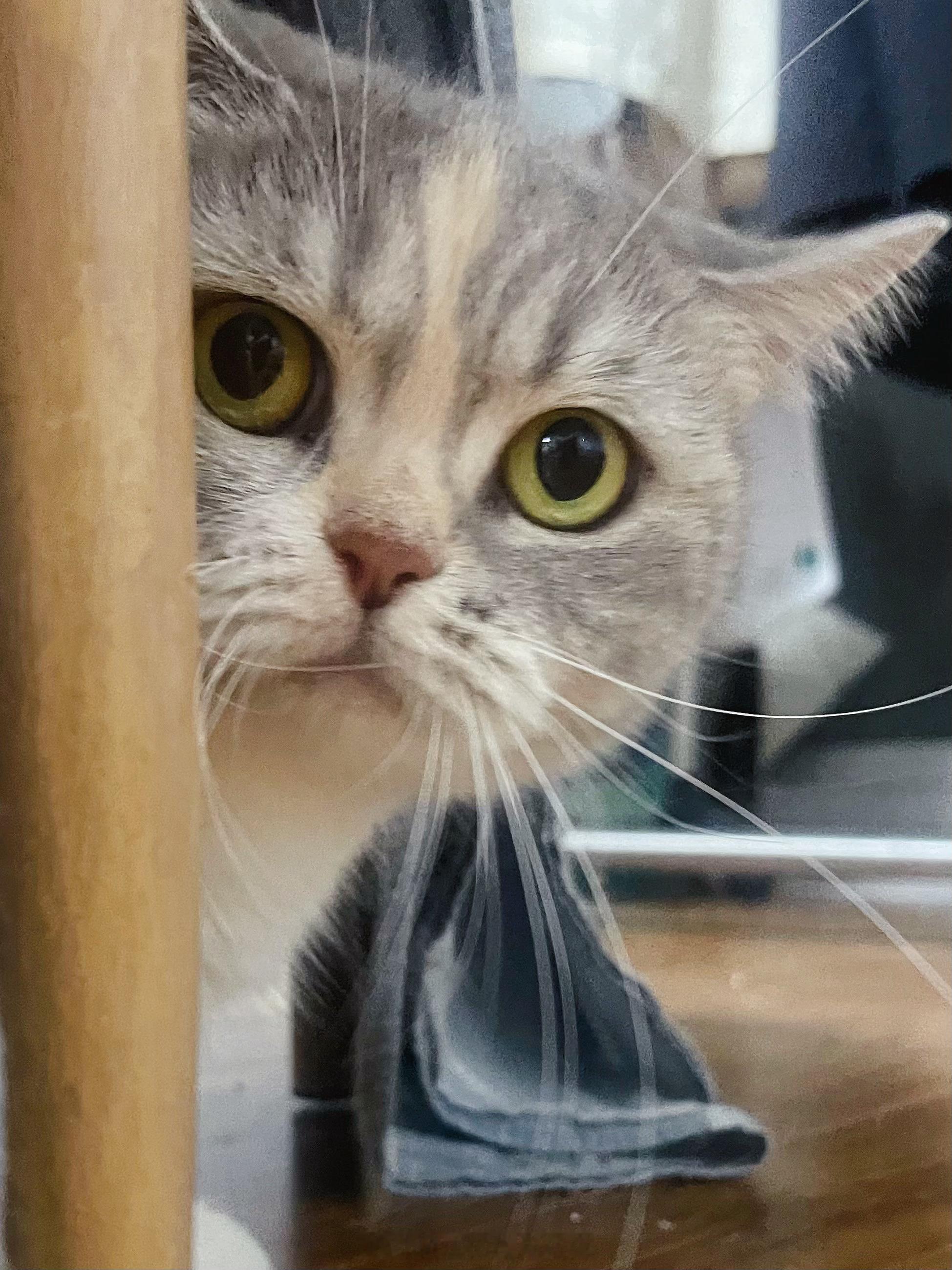 已被小猫咪锁定👀 