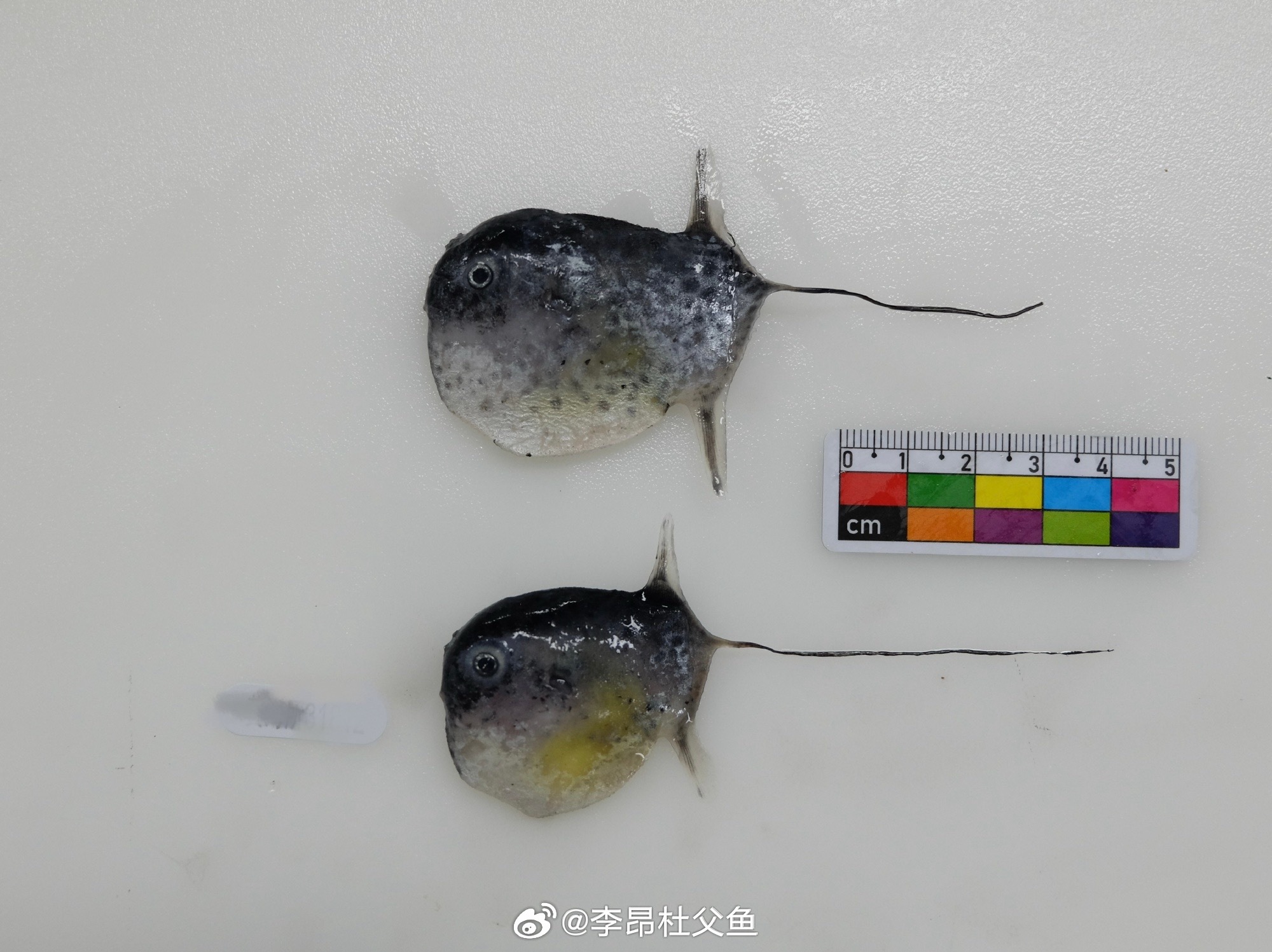 巨大的鱼小时候，矛尾翻车鲀/Masturus lanceolatus 幼体，此种