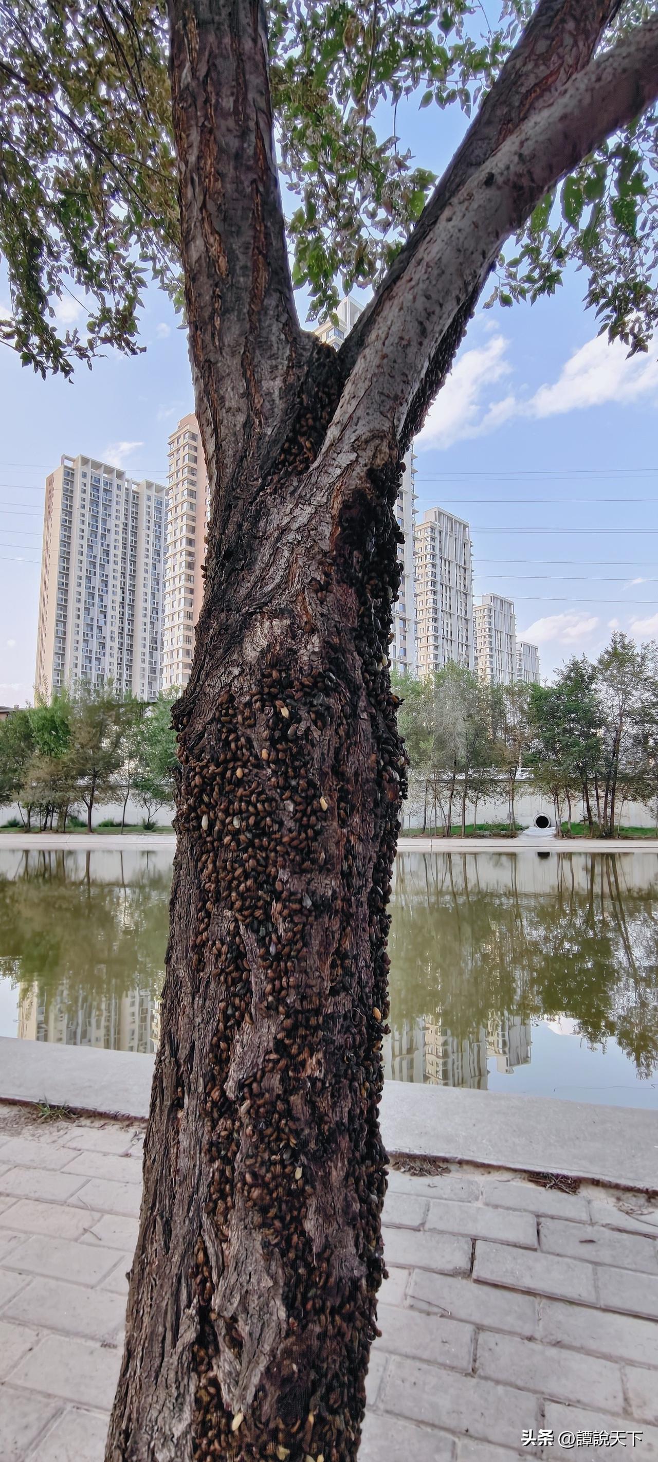 朗朗晴空
蛀虫啃噬着树干
可耻的侵蚀之下
任由树皮剥落
绿叶枯萎
蛀虫不除
何日