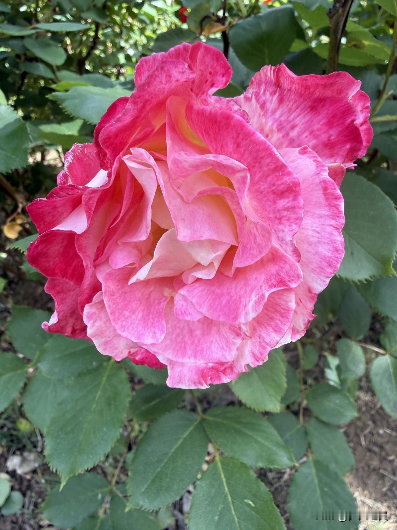 【小对联】
上：排戏；
下：……？