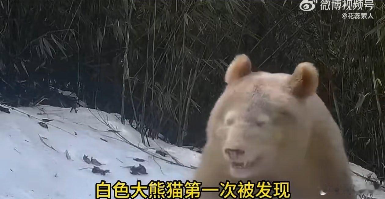 没有黑眼圈的大熊猫出现了 哈哈哈哈生熊猫生到一半发现没墨水了