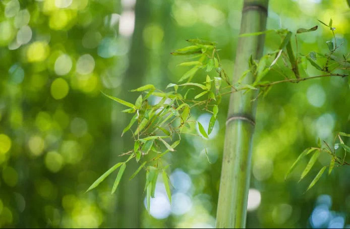 善良是福，功德是寿，知足是富，随缘是贵。 