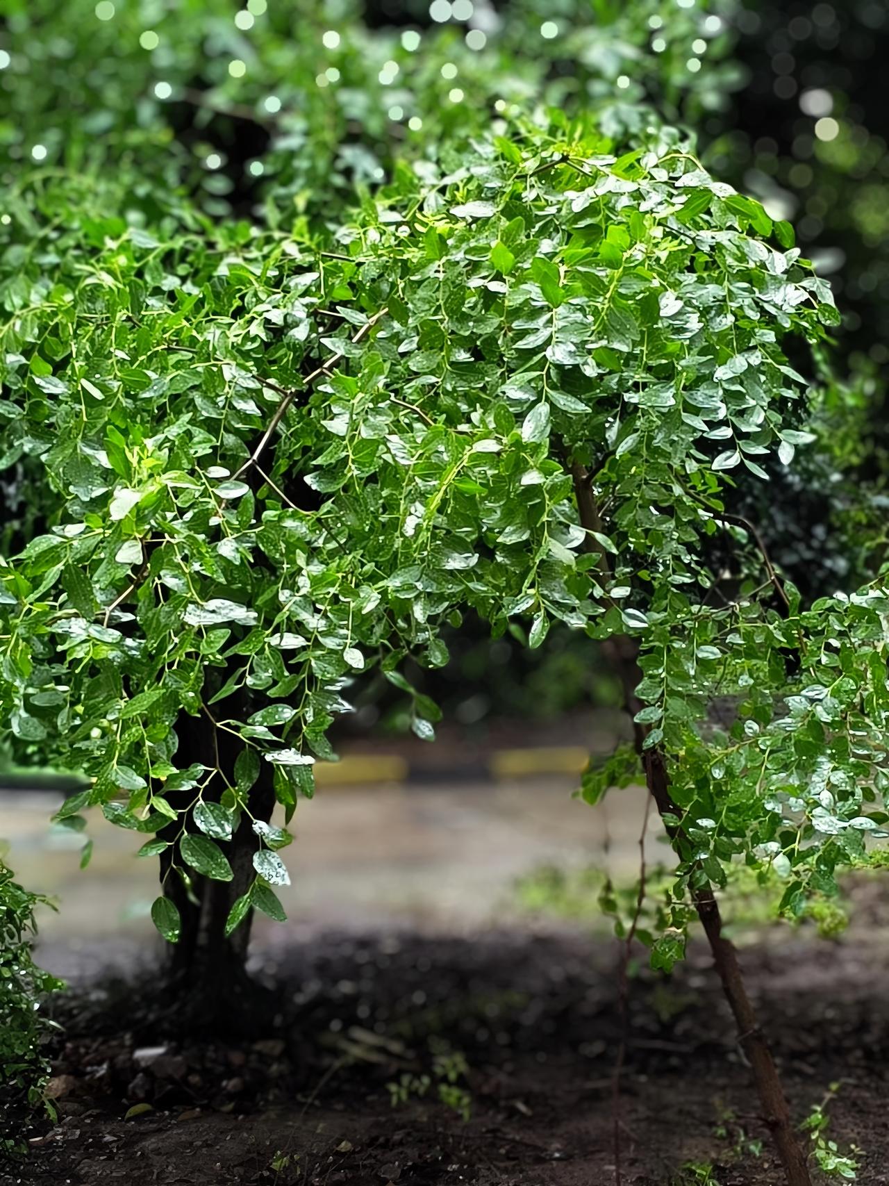 南京这雨是要搞大事情啊！7月20日8时起，江宁及以北地区启动防汛Ⅳ级应急响应。区