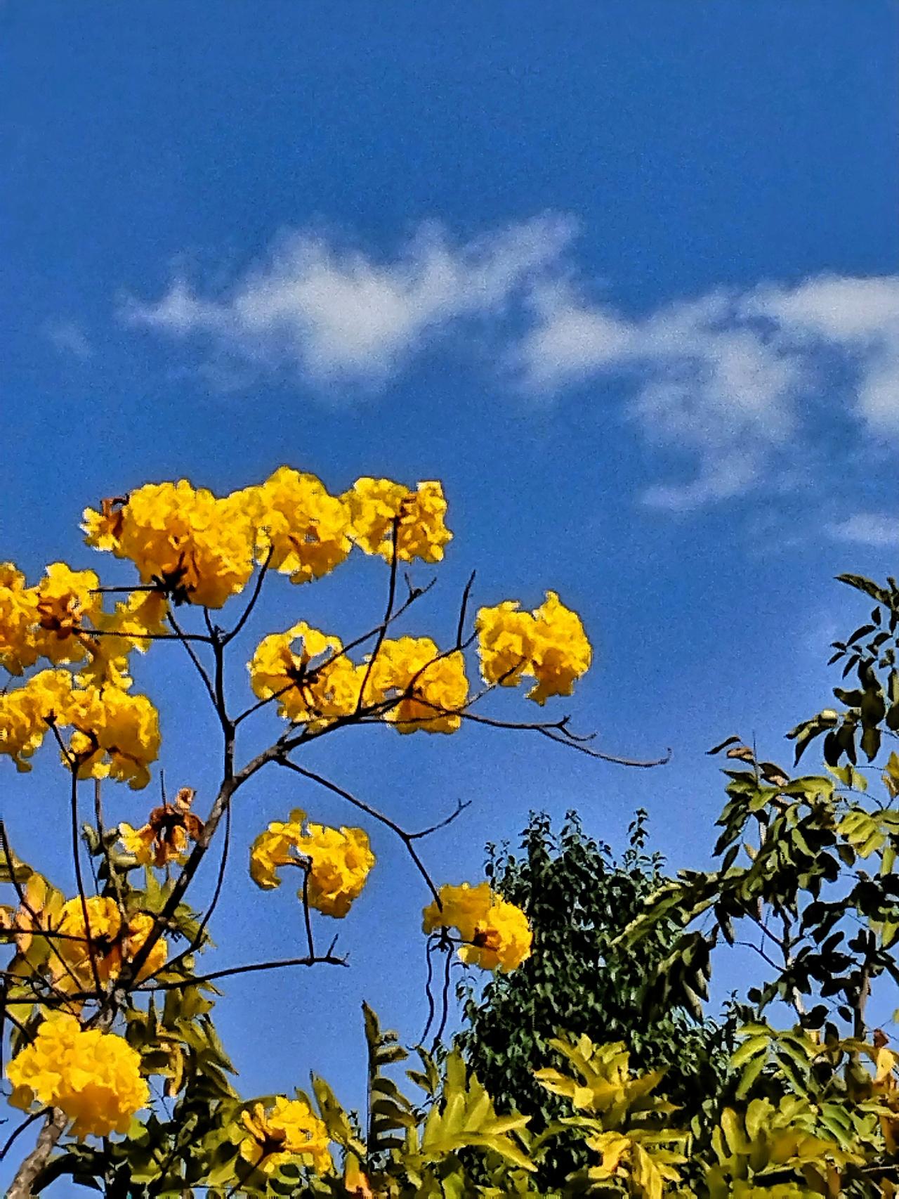 蓝天白云下的黄色花朵，生机勃勃的自然之美。🌸🌞