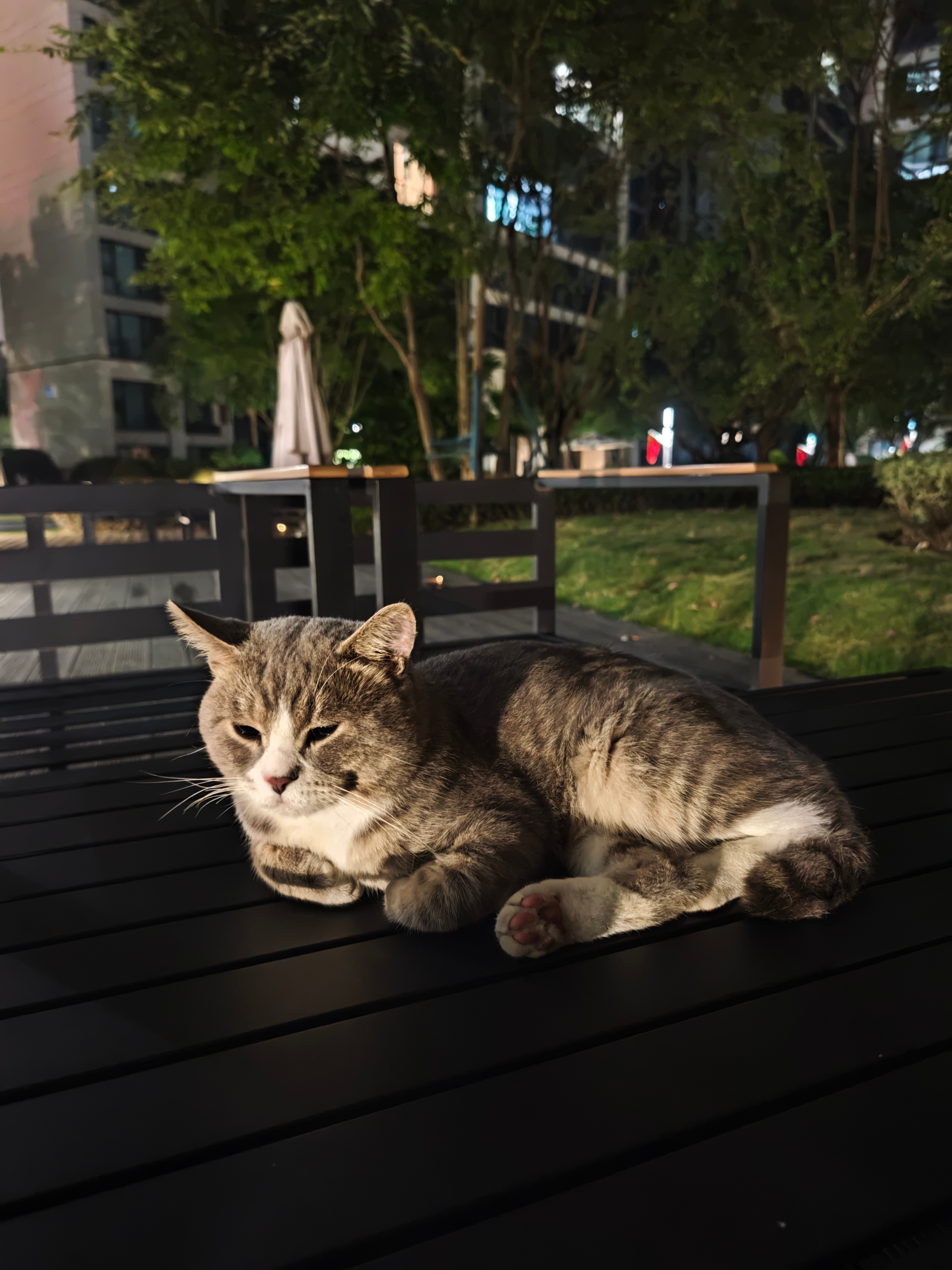 猫都听困了 ​​​
