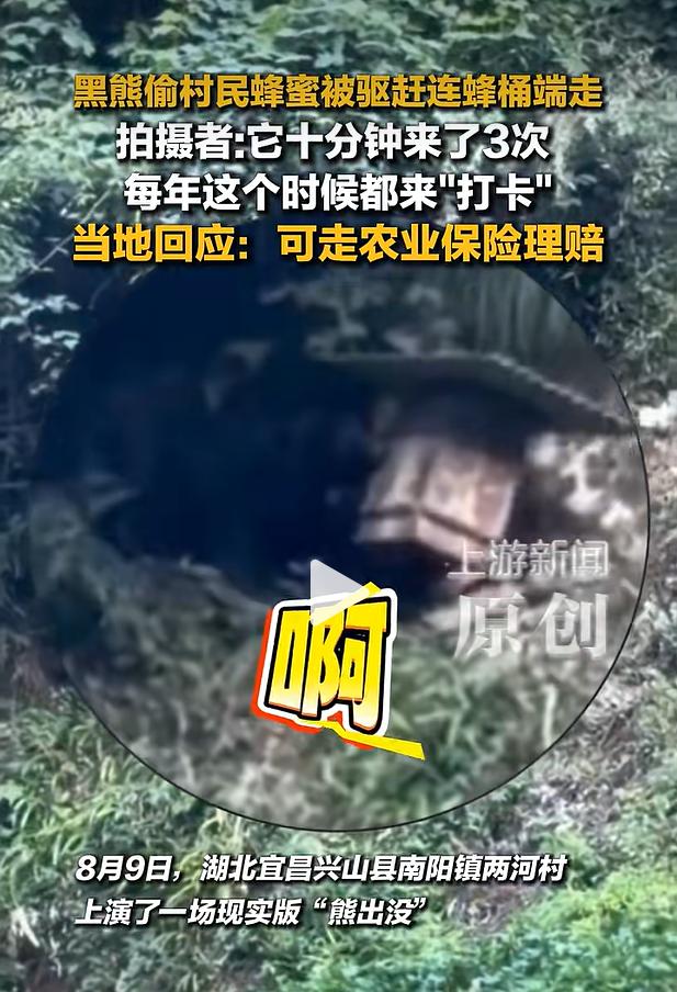 8 月 9 日，湖北宜昌兴山县南阳镇两河村出现罕见一幕，上演现实版野生动物进村趣