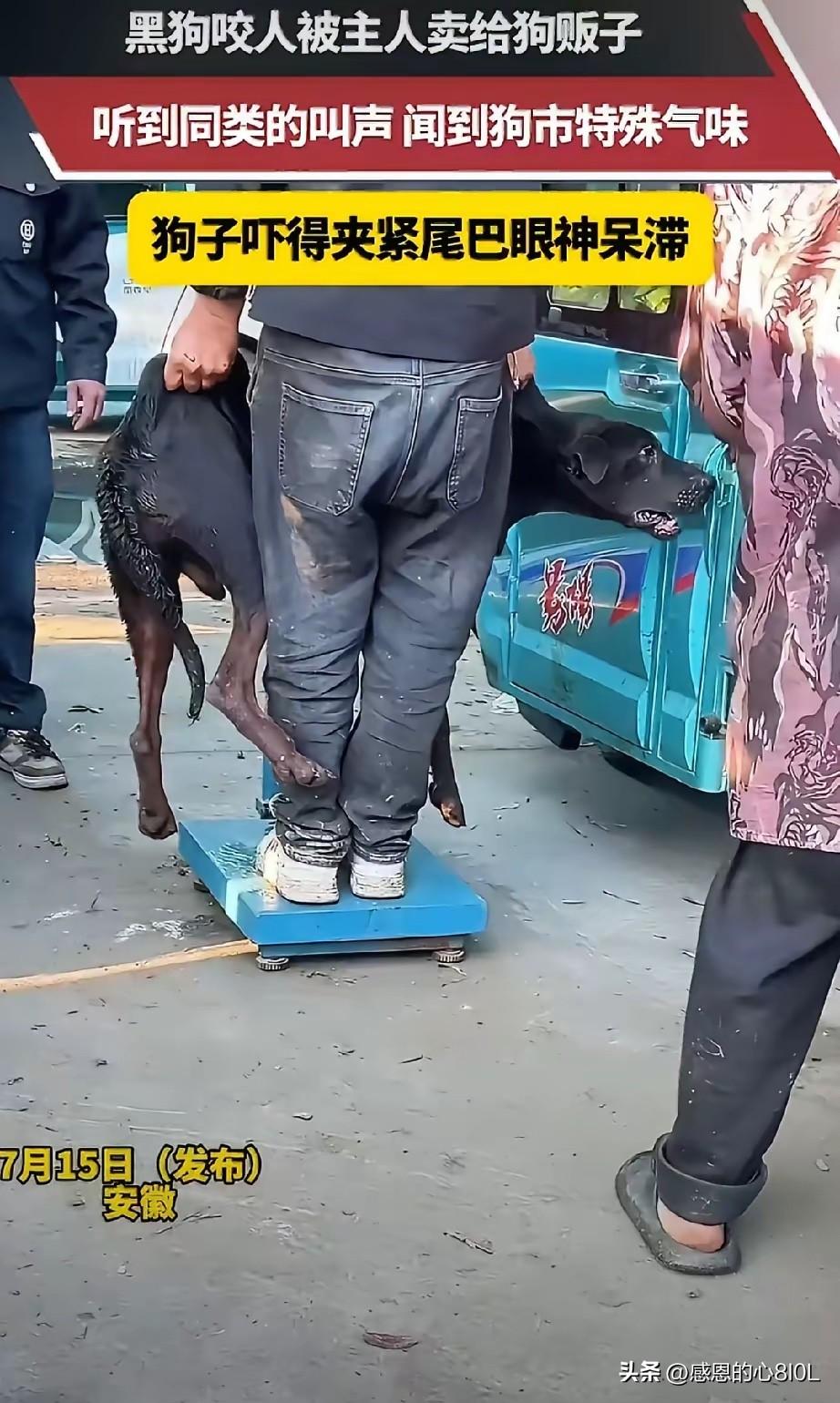 我不明白，​狗狗明明长着一口牙齿，为什么它在狗贩子面前，怎么那么老实呢？

这条
