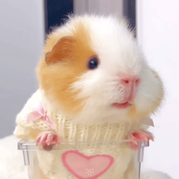 你们懂fcc新发那个dy有多帅吗 