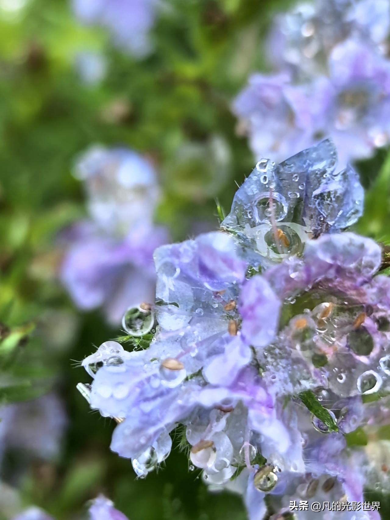 露珠晶莹花蕊间，清香满溢入诗篇。晨光轻洒叶枝巅，蝶舞蜂飞绕画笺。雨中漫步波潋滟，