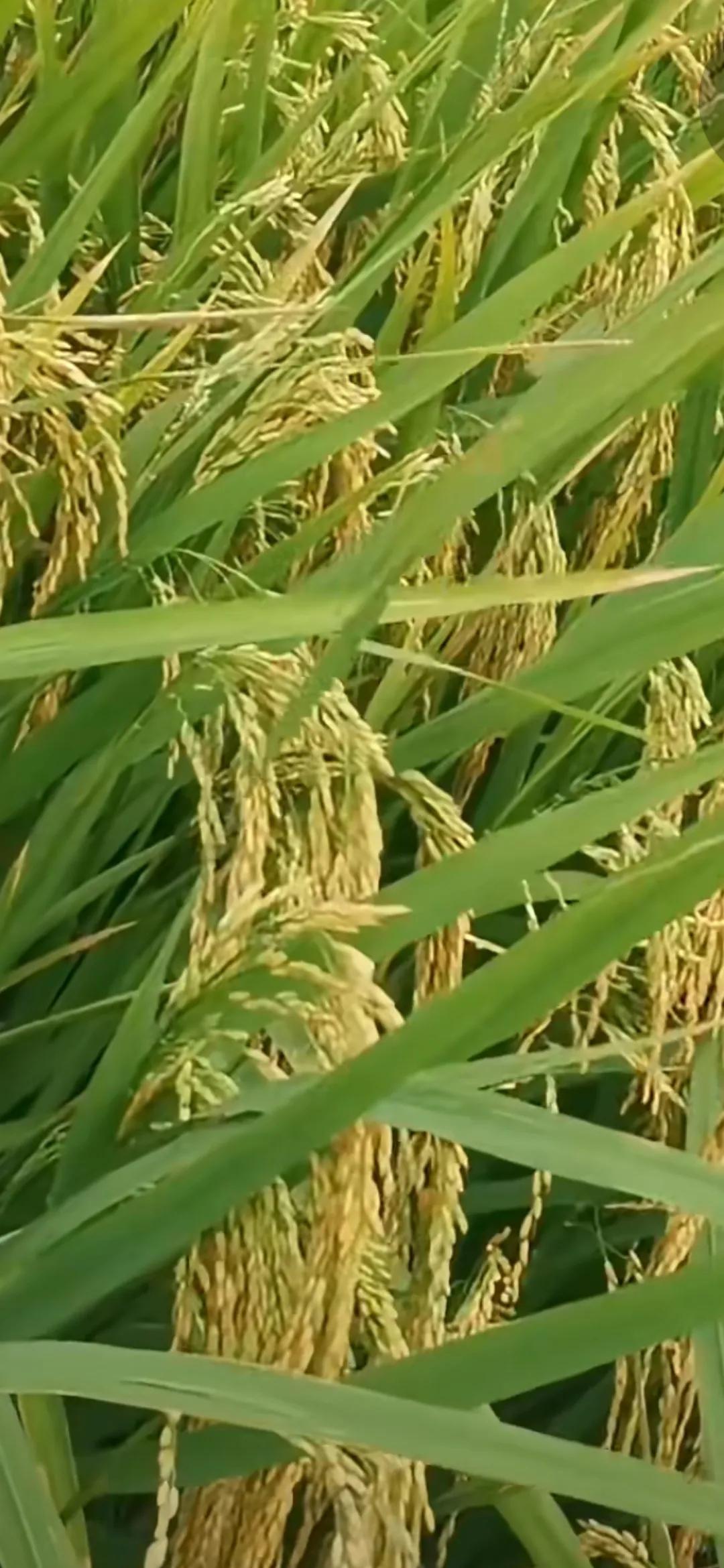 稻花香，田野香。