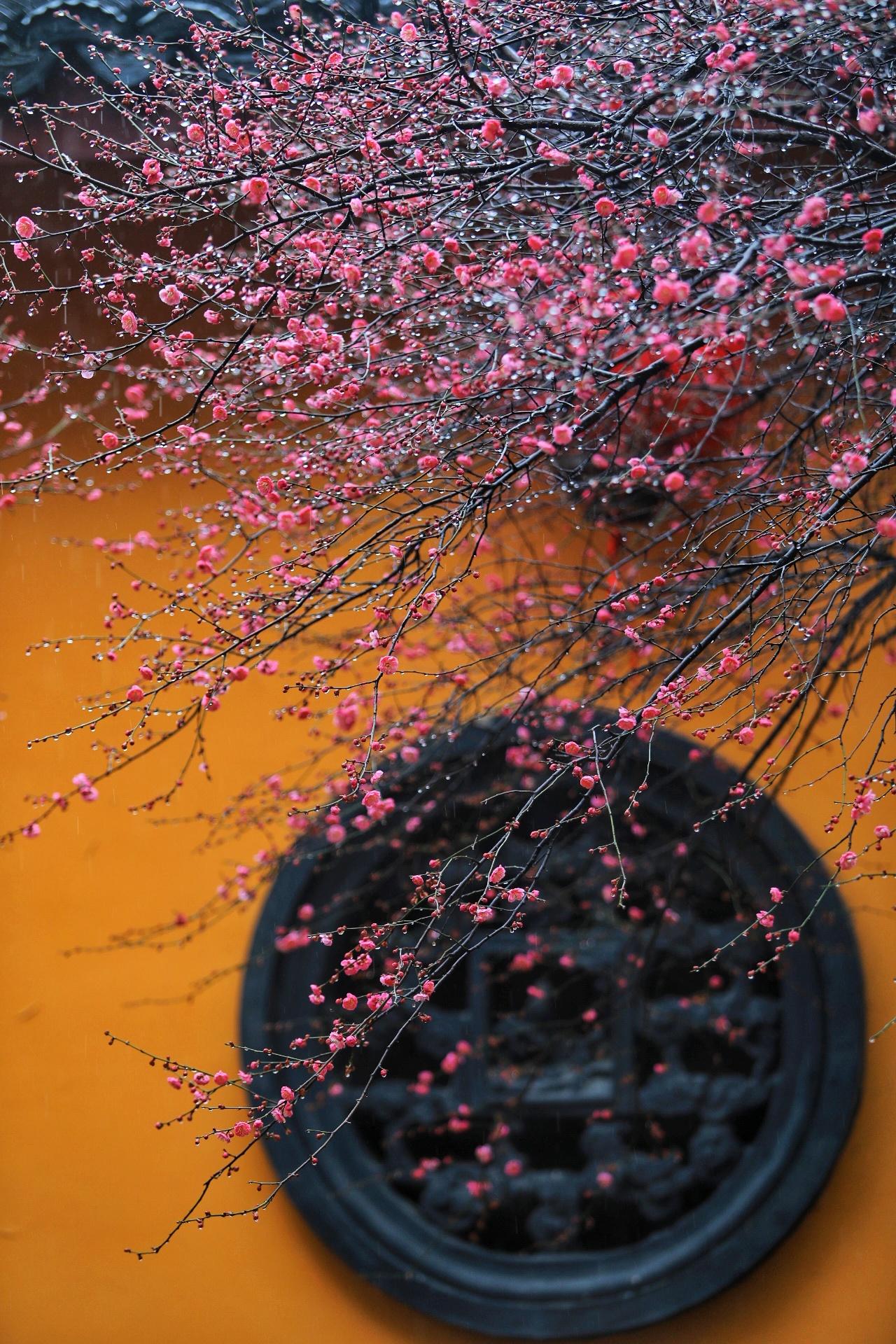 立春节气，铁佛寺的百年禅梅悄然绽放——终于，你期待的长三角赏梅天花板上线！
像是