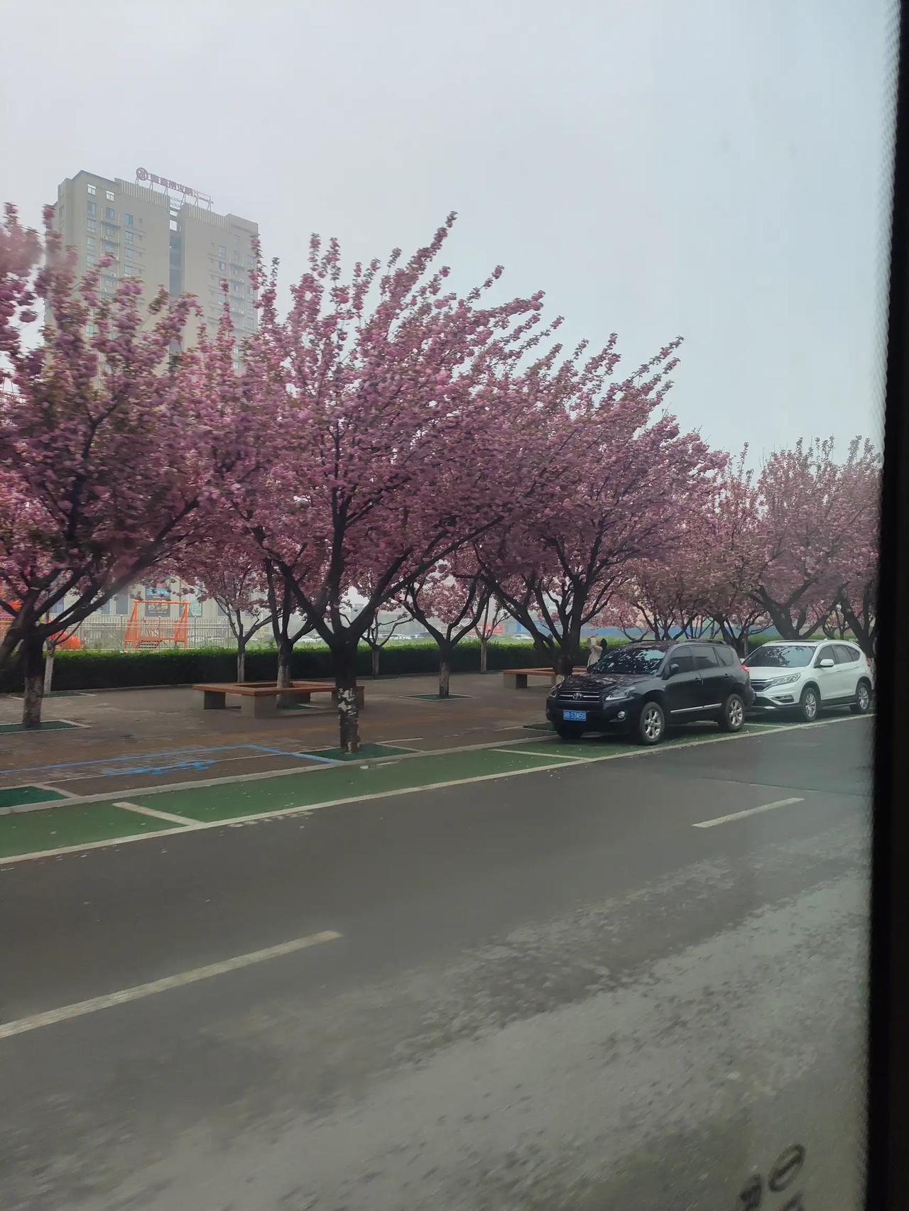 1. 春风一吹，烦恼就散了，人间温柔，值得好好生活。
2. 花开枝头，心有暖意，