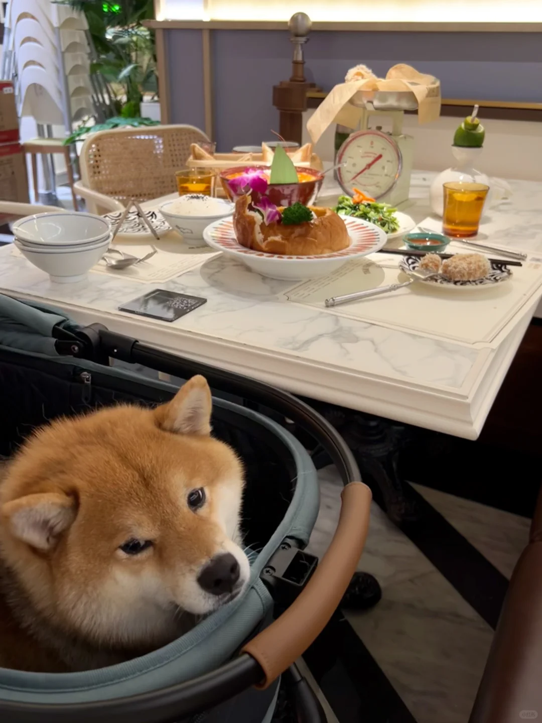 带着狗子逛吃逛吃的一天