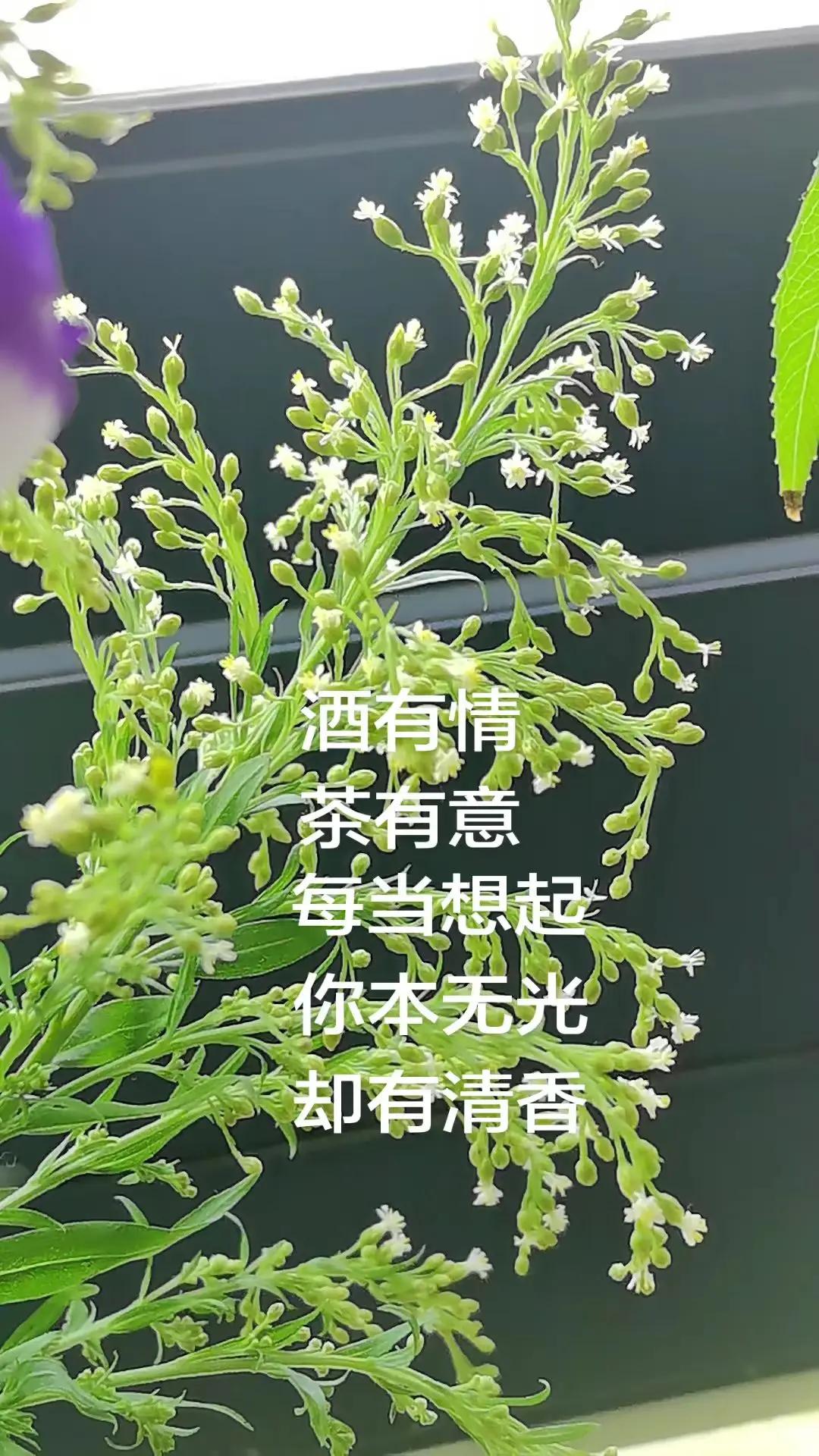 清香如意