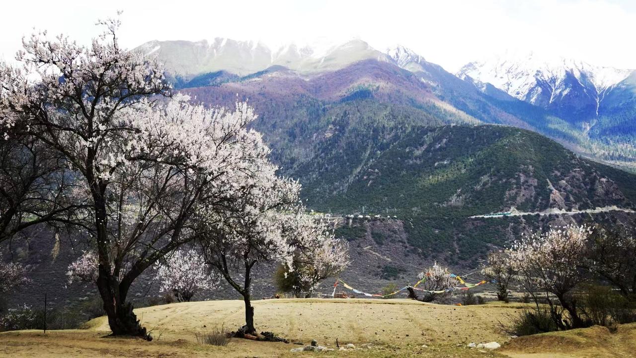 分享一张花开的照片